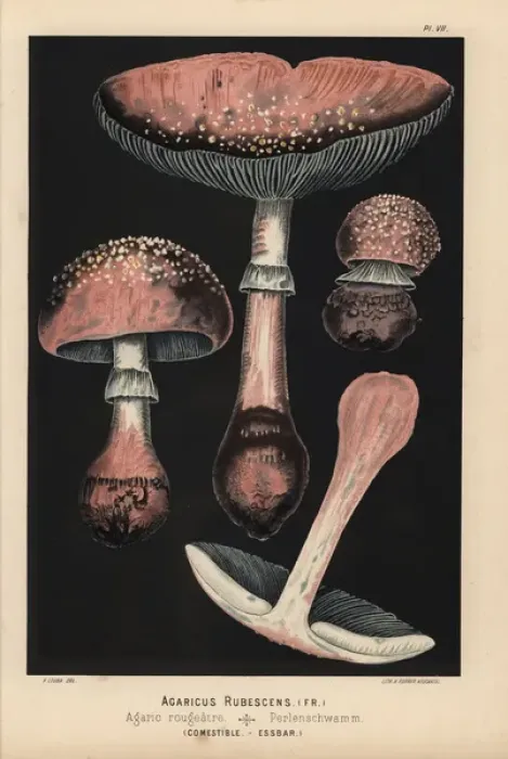 Framed Print : Agaricus rubescens, Amanita rubescens, edible Framed Print : Agaricus rubescens, Amanita rubescens, edible