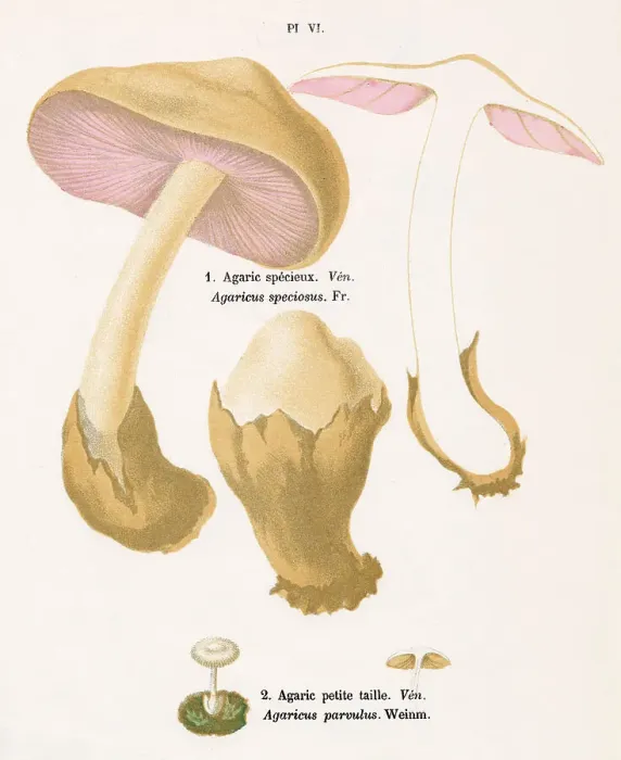 Framed Print : AGARICUS SPECIOSUS AGARICUS PARVULUS (poisonous) Date: 1876 Framed Print : AGARICUS SPECIOSUS AGARICUS PARVULUS (poisonous) Date: 1876