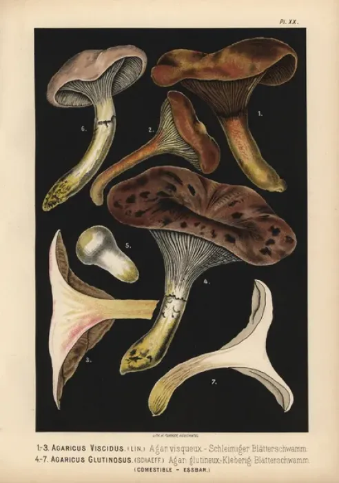 Framed Print : Agaricus viscidus, Gomphidius viscidus Framed Print : Agaricus viscidus, Gomphidius viscidus