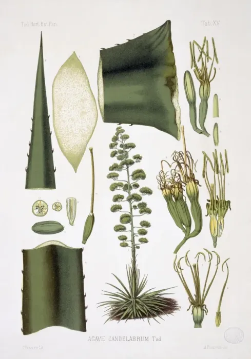 Framed Print : Agave candelabrum, agave Framed Print : Agave candelabrum, agave