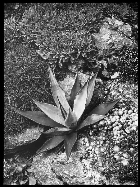 Agave Panyi or Parryi (Parrys Agave)