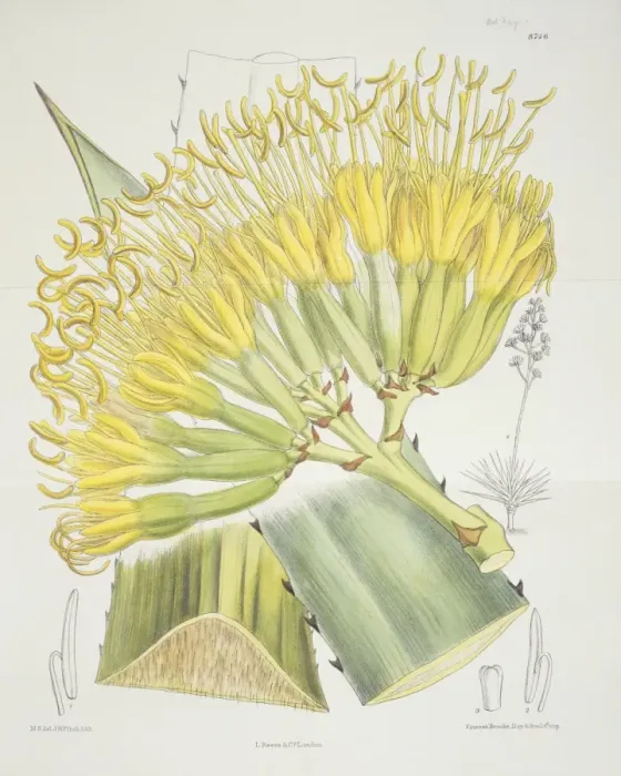 Framed Print : Agave sisalana, sisal Framed Print : Agave sisalana, sisal