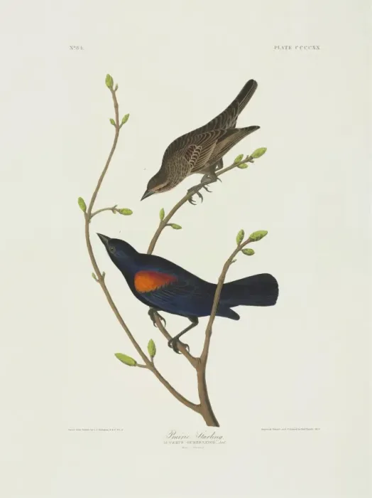 Framed Print : Agelaius phoeniceus, red-winged blackbird Framed Print : Agelaius phoeniceus, red-winged blackbird