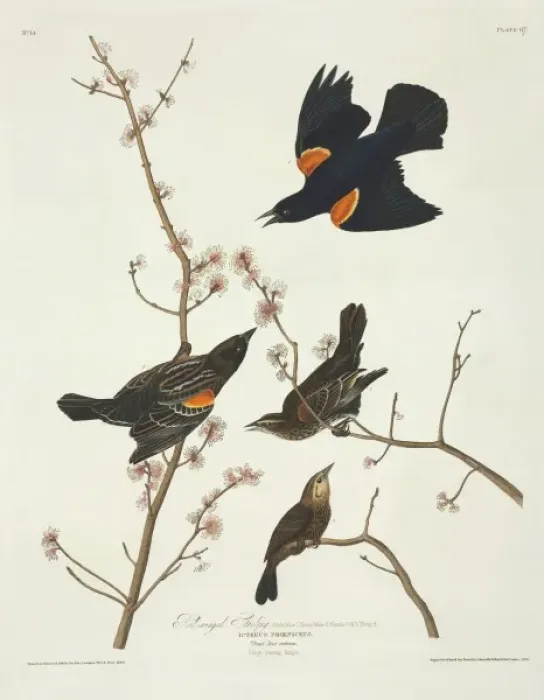 Framed Print : Agelaius phoeniceus, red-winged blackbird Framed Print : Agelaius phoeniceus, red-winged blackbird