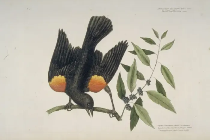Framed Print : Agelaius phoeniceus, red-winged blackbird Framed Print : Agelaius phoeniceus, red-winged blackbird