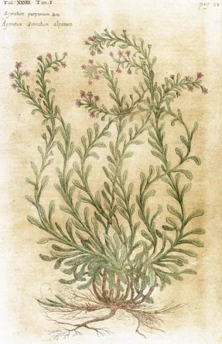 Framed Print : Ageratum. Seventeenth-century engraving in Bibliotheca Phar Framed Print : Ageratum. Seventeenth-century engraving in Bibliotheca Phar