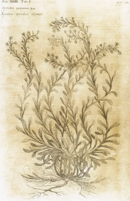 Framed Print : Ageratum. Seventeenth-century engraving in Bibliotheca Phar Framed Print : Ageratum. Seventeenth-century engraving in Bibliotheca Phar