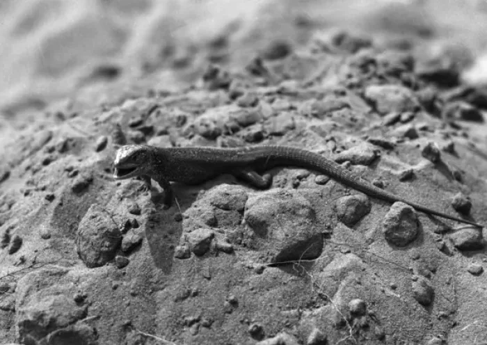 Framed Print : Aggressive Lizard Framed Print : Aggressive Lizard