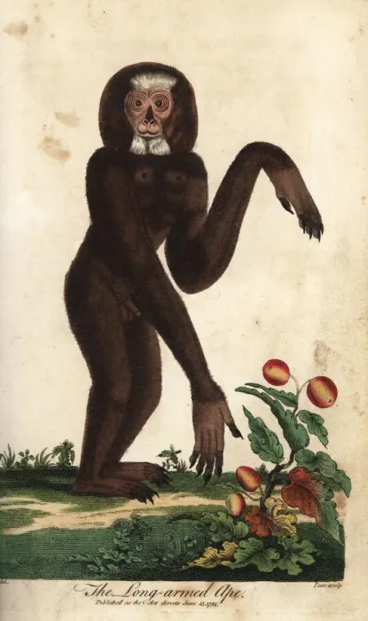 Framed Print : Agile gibbon, Hylobates agilis, endangered Framed Print : Agile gibbon, Hylobates agilis, endangered