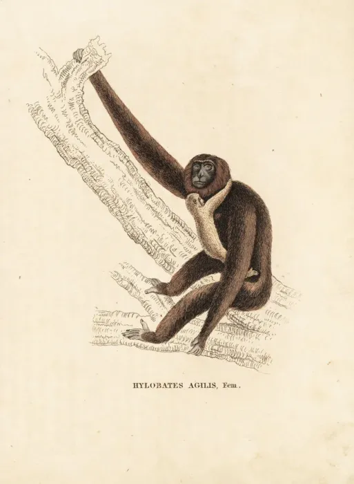 Framed Print : Agile gibbon, Hylobates agilis. Endangered Framed Print : Agile gibbon, Hylobates agilis. Endangered