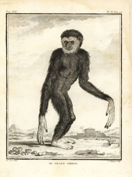 Framed Print : Agile gibbon, Hylobates agilis. Engandered Framed Print : Agile gibbon, Hylobates agilis. Engandered