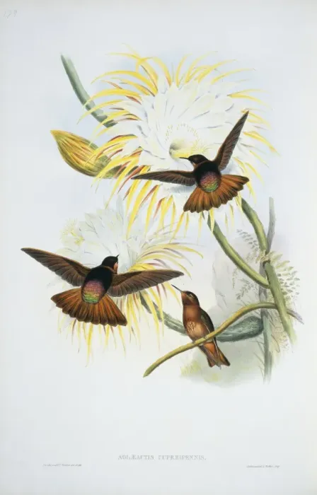 Framed Print : Aglaeactis cupripennis, shining sunbeam Framed Print : Aglaeactis cupripennis, shining sunbeam