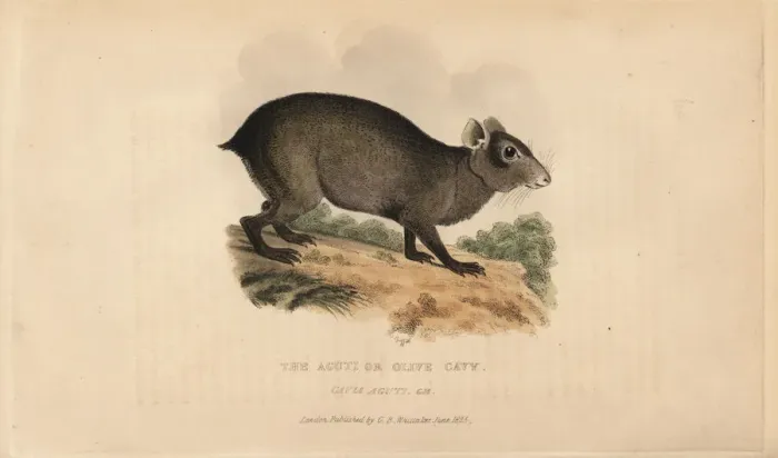 Framed Print : Agouti, Dasyprocta species Framed Print : Agouti, Dasyprocta species