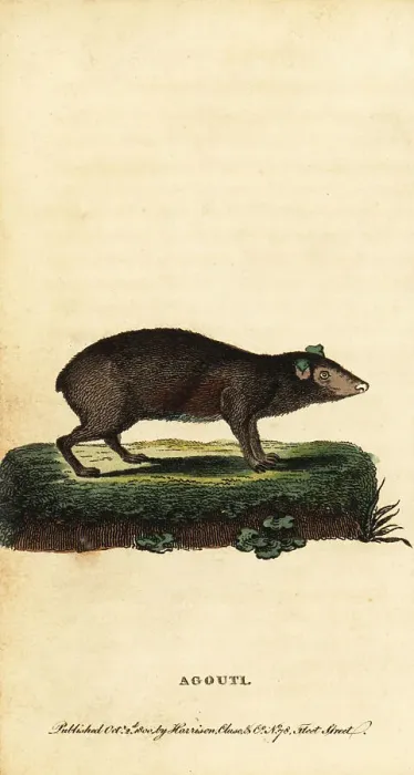 Framed Print : Agouti, Dasyprocta species