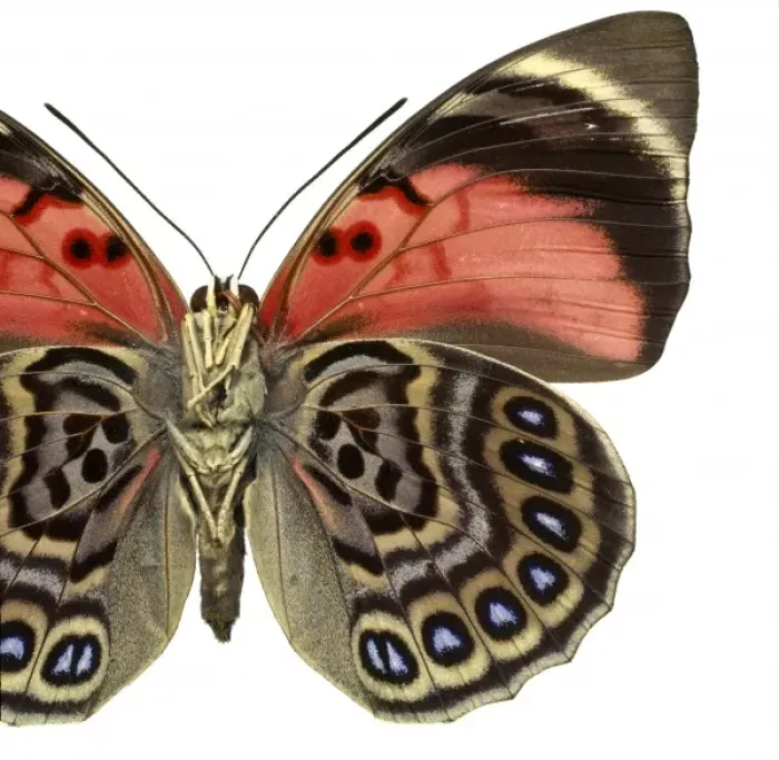 Framed Print : Agrias claudina, butterfly Framed Print : Agrias claudina, butterfly