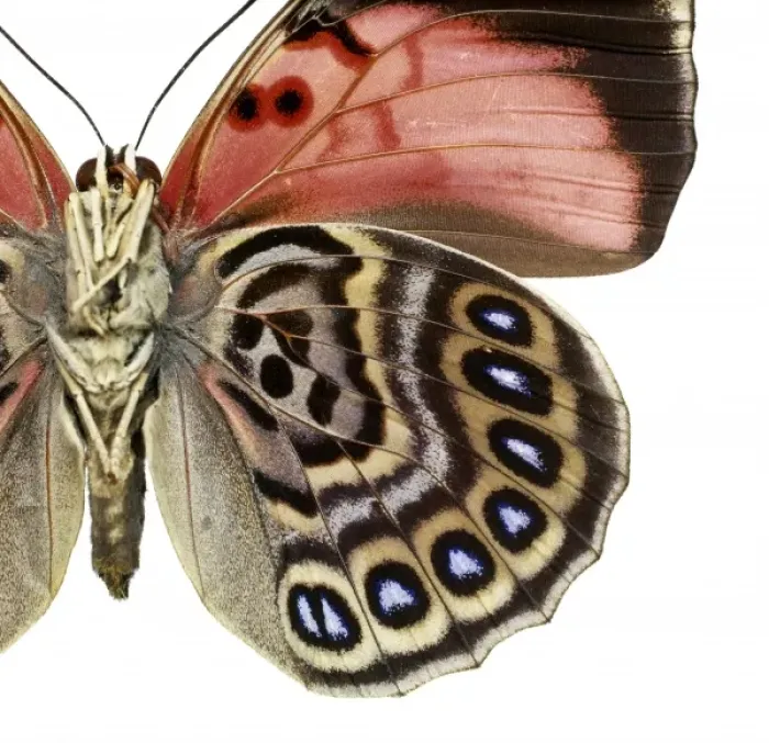 Framed Print : Agrias claudina, butterfly Framed Print : Agrias claudina, butterfly