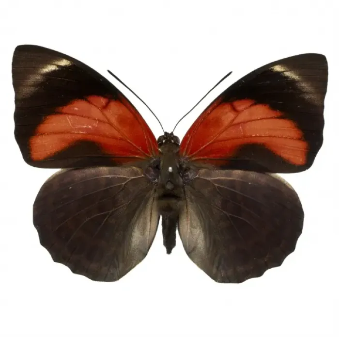 Framed Print : Agrias claudina, butterfly Framed Print : Agrias claudina, butterfly