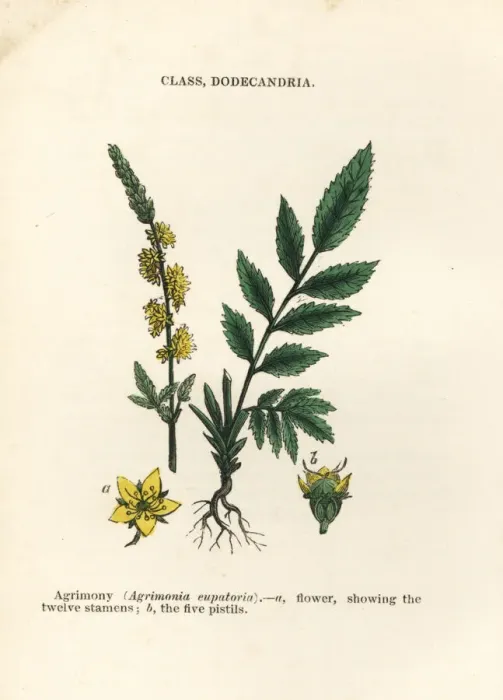 Framed Print : Agrimony, Agrimonia eupatoria Framed Print : Agrimony, Agrimonia eupatoria