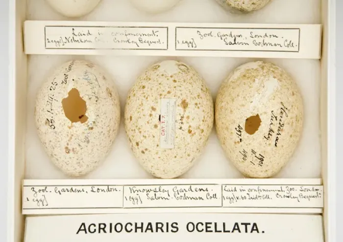 Framed Print : Agriocharis ocellata eggs Framed Print : Agriocharis ocellata eggs