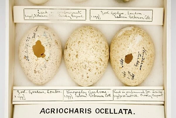Agriocharis ocellata eggs