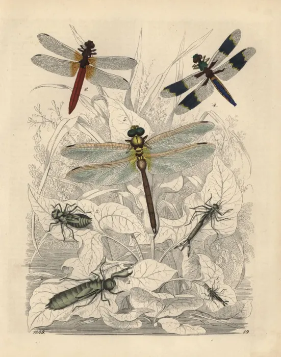 Framed Print : Agrion pupa, Libellula pupa and others Framed Print : Agrion pupa, Libellula pupa and others