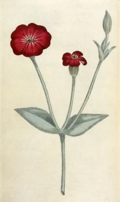 Framed Print : Agrostemma Coronaria Framed Print : Agrostemma Coronaria
