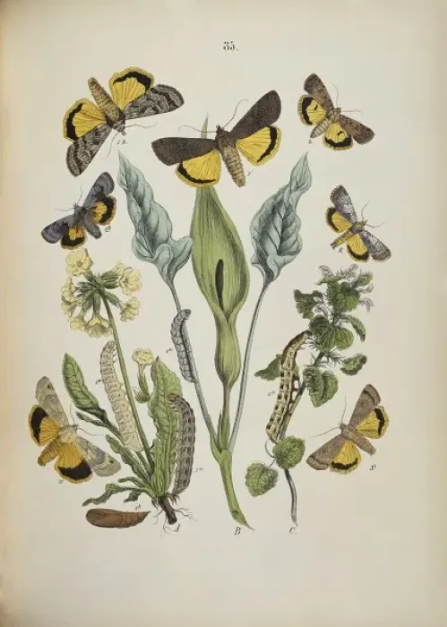 Framed Print : Agrotidae, moths and caterpillars Framed Print : Agrotidae, moths and caterpillars