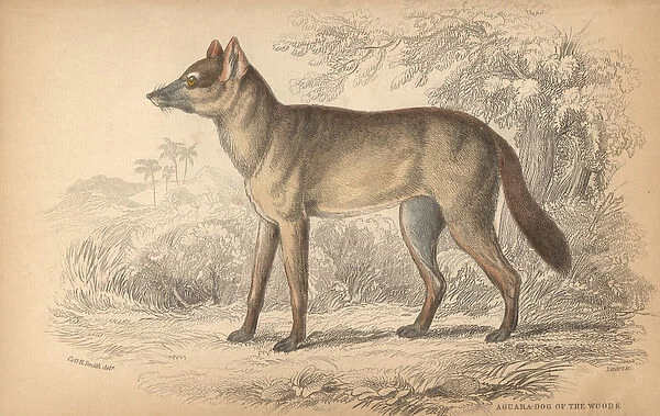 Aguara-dog of the woods, Dusicyon sylvestris