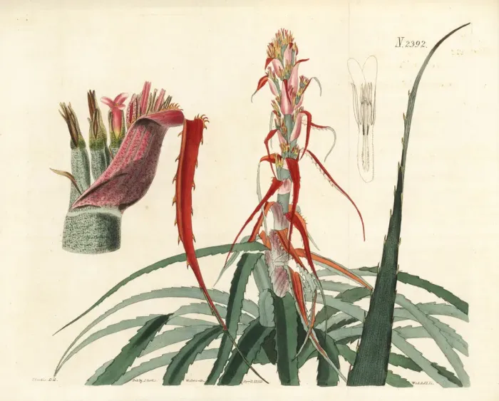 Framed Print : Aguava, Bromelia alsodes Framed Print : Aguava, Bromelia alsodes
