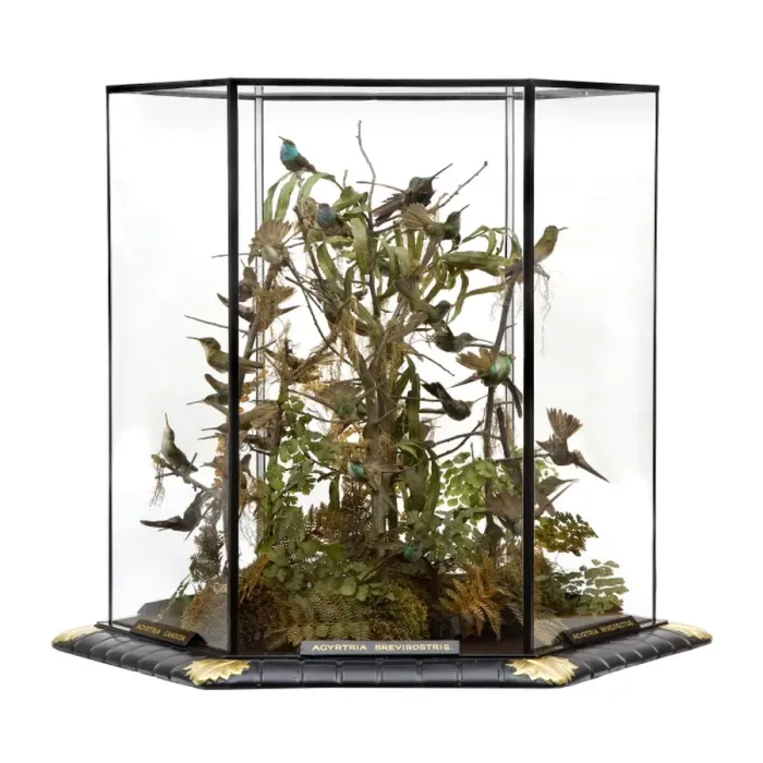 Framed Print : Agyrtria brevirostris, hummingbird display Framed Print : Agyrtria brevirostris, hummingbird display