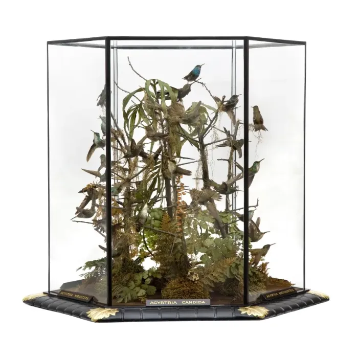 Framed Print : Agyrtria candida, hummingbird display Framed Print : Agyrtria candida, hummingbird display
