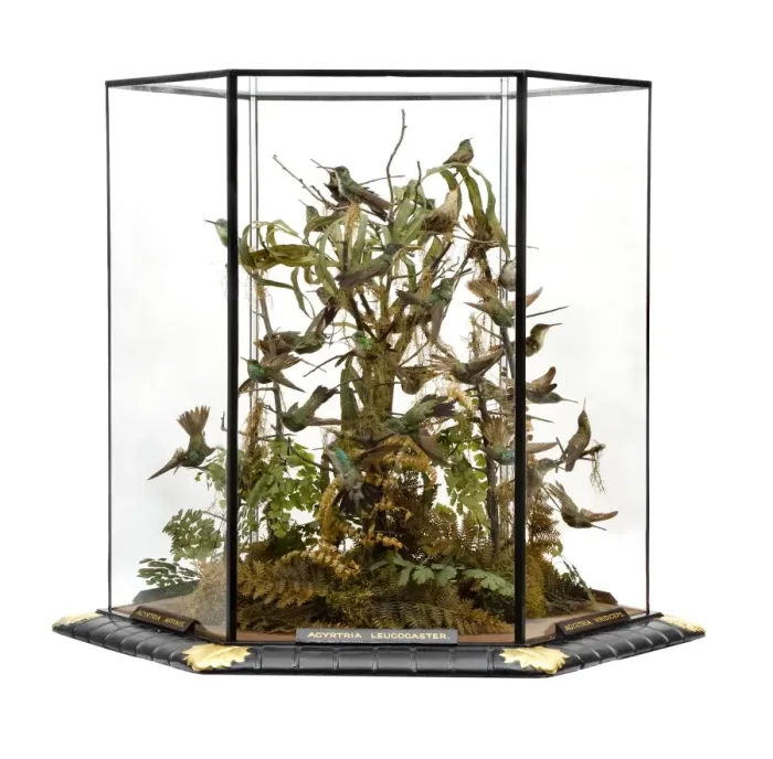 Framed Print : Agyrtria leucocaster, hummingbird display Framed Print : Agyrtria leucocaster, hummingbird display