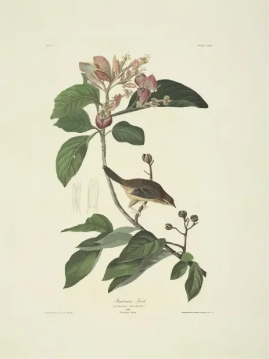 Framed Print : Aimophila aestivalis, Bachmans sparrow Framed Print : Aimophila aestivalis, Bachmans sparrow
