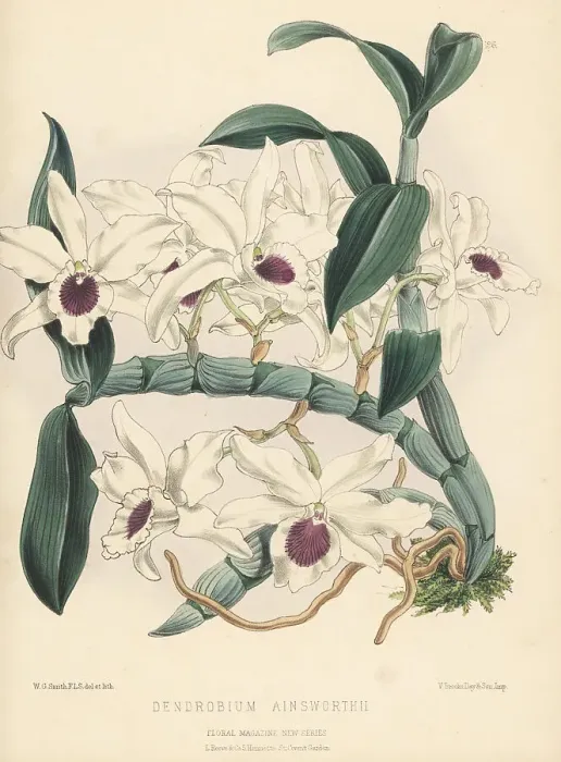 Framed Print : Ainsworth's Dendrobium orchid, Dendrobium x ainsworthii Framed Print : Ainsworth's Dendrobium orchid, Dendrobium x ainsworthii