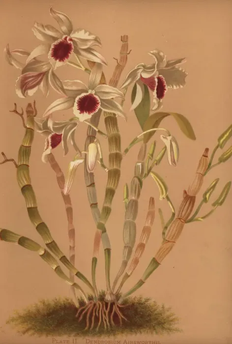 Framed Print : Ainsworths hybrid dendrobium orchid Framed Print : Ainsworths hybrid dendrobium orchid