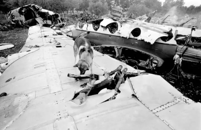 Framed Print : Air crash investigation sniffer dog Framed Print : Air crash investigation sniffer dog