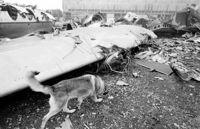 Framed Print : Air crash investigation sniffer dog Framed Print : Air crash investigation sniffer dog