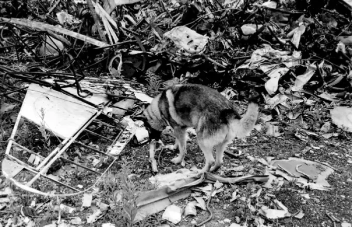 Framed Print : Air crash investigation sniffer dog Framed Print : Air crash investigation sniffer dog