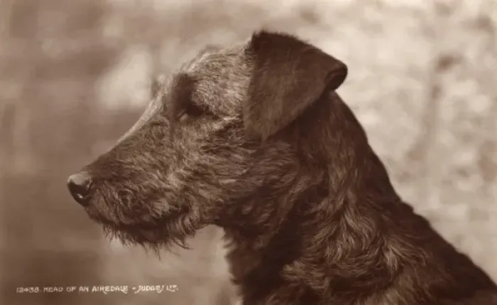 Framed Print : An Airedale Framed Print : An Airedale