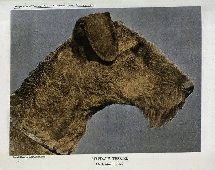 Framed Print : Airedale Terrier Framed Print : Airedale Terrier