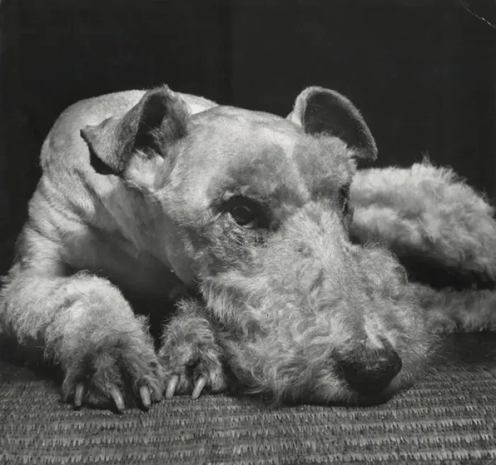 Framed Print : Airedale terrier resting on the floor Framed Print : Airedale terrier resting on the floor