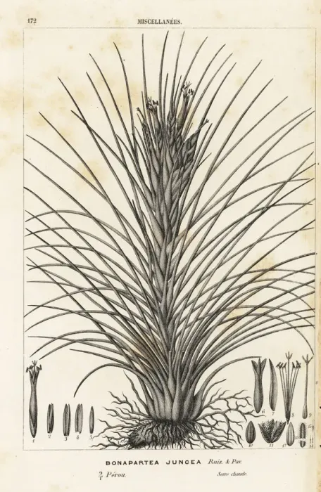 Framed Print : Airplant, Tillandsia juncea Framed Print : Airplant, Tillandsia juncea