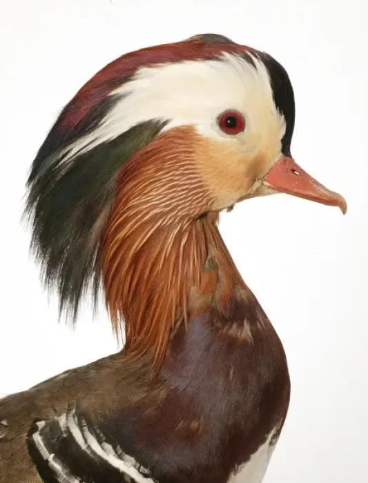 Framed Print : Aix galericulata, mandarin duck Framed Print : Aix galericulata, mandarin duck