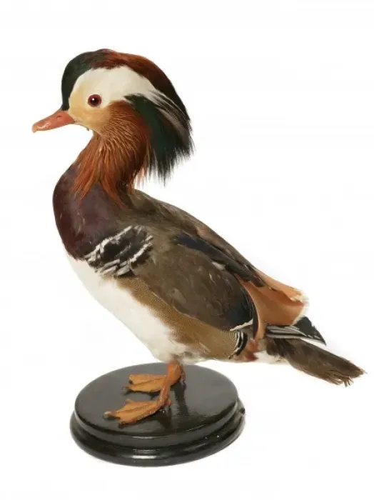 Framed Print : Aix galericulata, mandarin duck Framed Print : Aix galericulata, mandarin duck