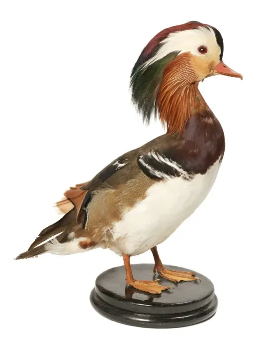 Framed Print : Aix galericulata, mandarin duck Framed Print : Aix galericulata, mandarin duck