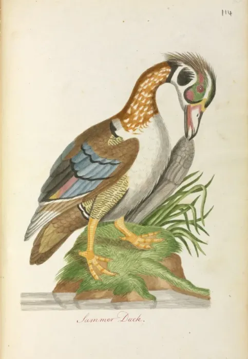 Framed Print : Aix sponsa, Wood duck Framed Print : Aix sponsa, Wood duck