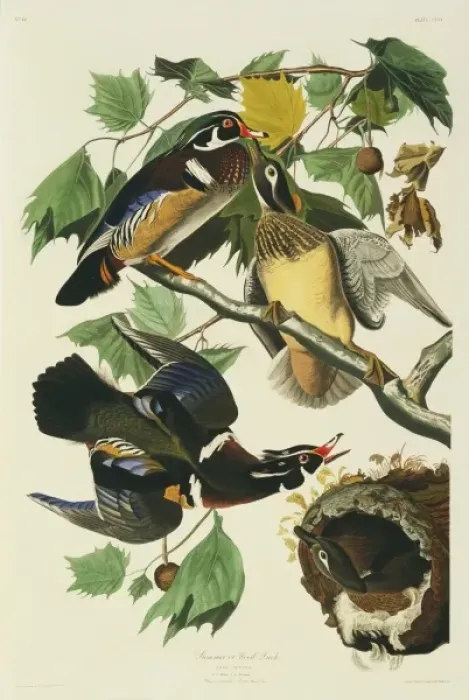 Framed Print : Aix sponsa, wood duck Framed Print : Aix sponsa, wood duck