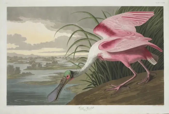 Framed Print : Ajaia ajaja, roseate spoonbill Framed Print : Ajaia ajaja, roseate spoonbill