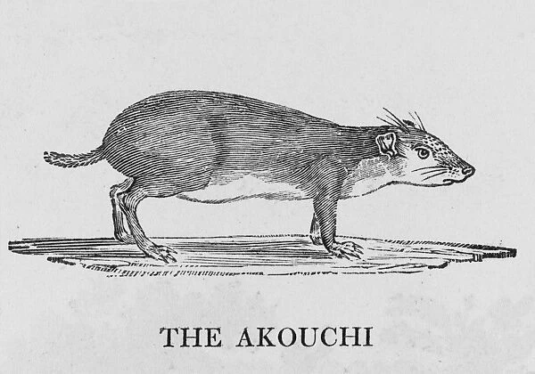 Akouchi (Bewick). The Akouchi seems to be a variety of the agouti, Bewick says