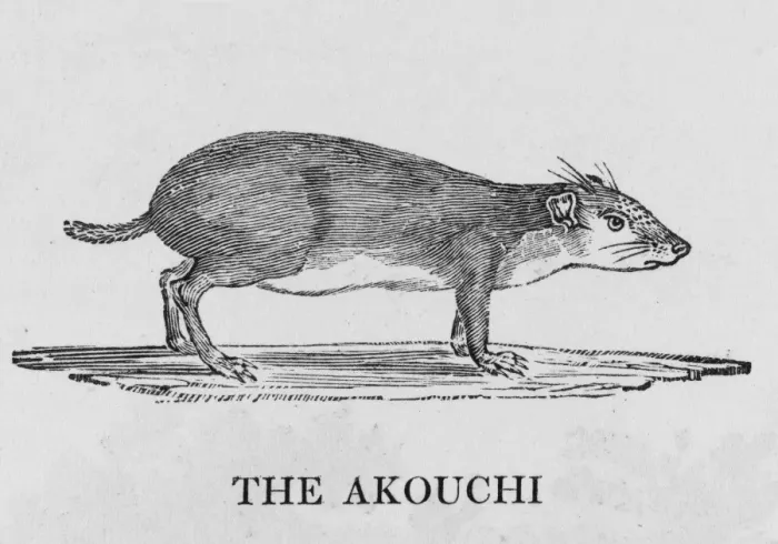Framed Print : Akouchi (Bewick) Framed Print : Akouchi (Bewick)
